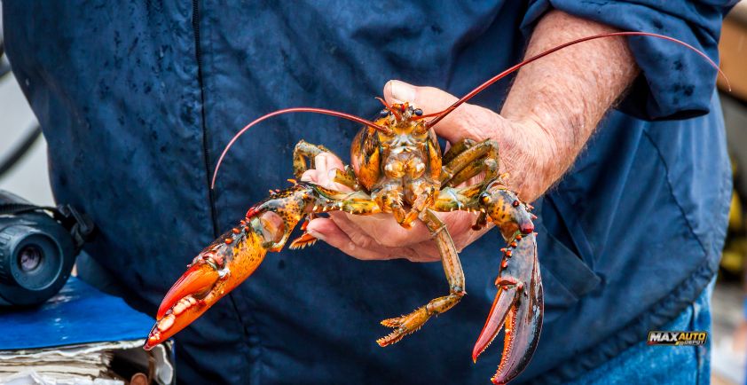 how to tell if lobster is spoiled
